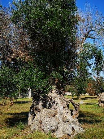 Olivenbäume sterben